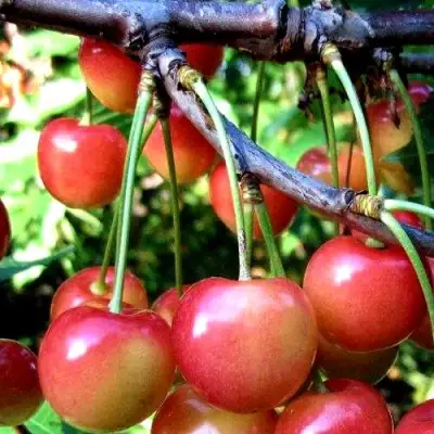 Черешня ГАСТИНЕЦ в Витебске