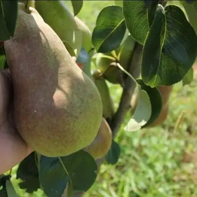 Груша БРЯНСКАЯ КРАСАВИЦА в Витебске