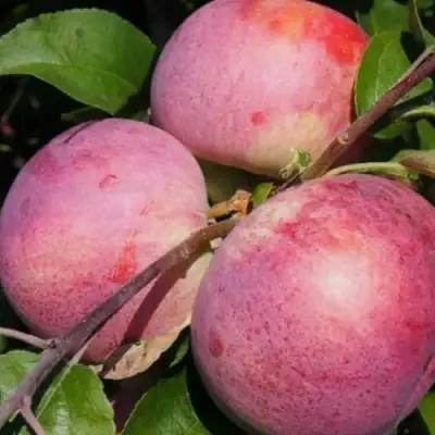 Яблоня БЕЛОРУССКОЕ МАЛИНОВОЕ в Витебске