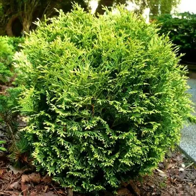 Туя ВОТЕРФИЛД западная в Витебске