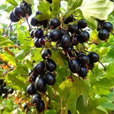 Смородина золотистая ОВАЛЬНАЯ в Витебске