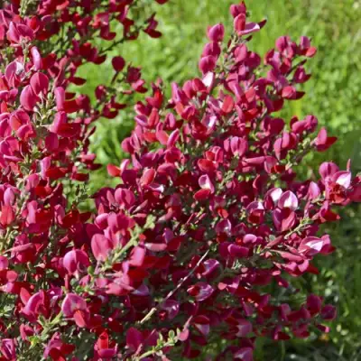 Ракитник БОСКОП РУБИ  в Витебске