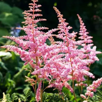 Астильба ЭДЕНС ОДИССЕЙ Арендса в Витебске