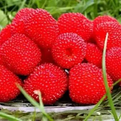 Малина ТИБЕТСКАЯ (РОЗОЛИСТНАЯ) в Витебске