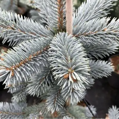 Ель РОЯЛ БЛЮ колючая  в Витебске