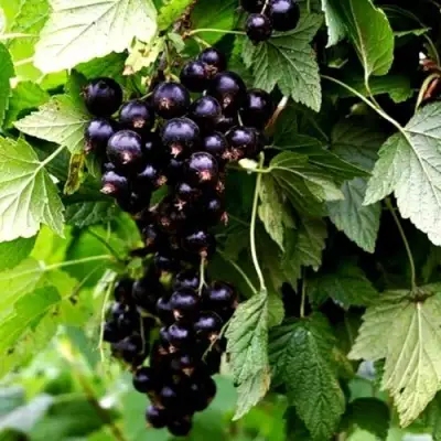 Смородина чёрная БЕЛОРУССКАЯ СЛАДКАЯ в Витебске