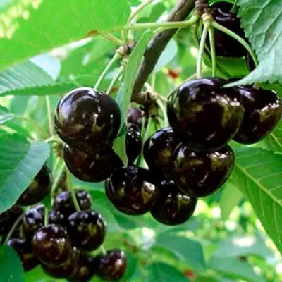 Черешня МУСКАТНАЯ в Витебске