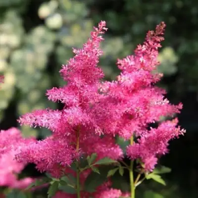 Астильба САННИ ДЕЙ гибридная в Витебске