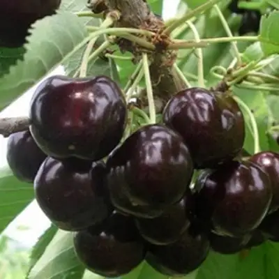 Вишня РОССОШАНСКАЯ ЧЕРНАЯ в Витебске