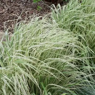 Вейник ОВЕРДАМ остроцветковый в Витебске