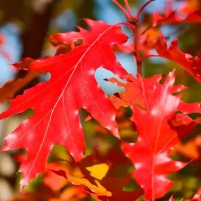 Дуб красный в Витебске