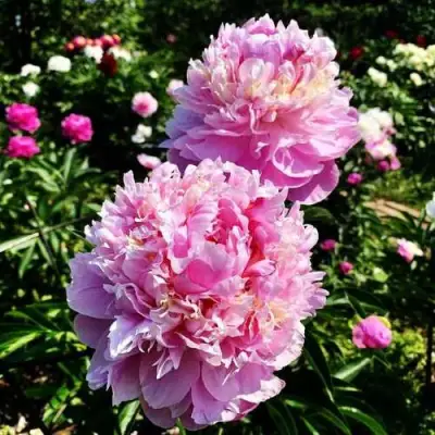 Пион ЛАВОН травянистый в Витебске