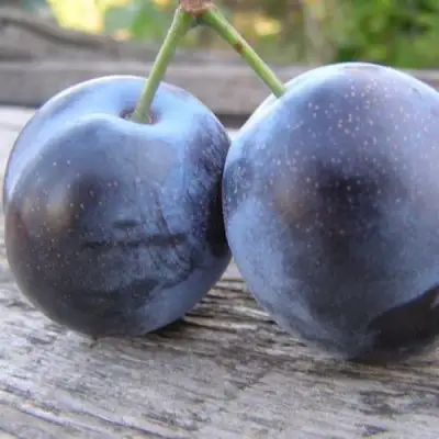 Слива БЛЮФРИ в Витебске