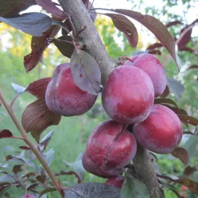 Слива ЛАМА в Витебске