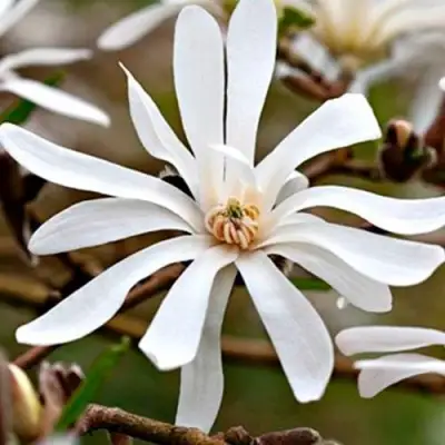 Магнолия СТЕЛЛАТА в Витебске