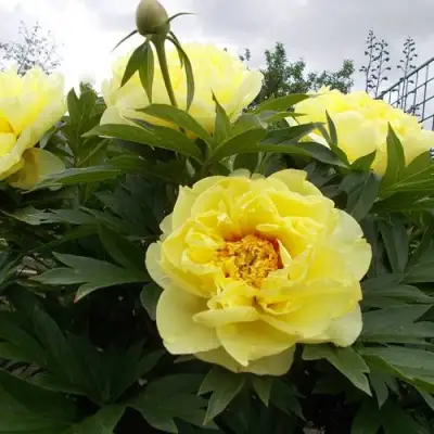 Пион БАРЦЕЛЛА (БАРТЗЕЛЛА) ито-гибрид в Витебске