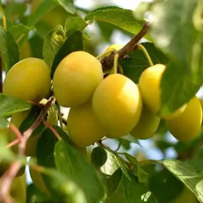 Слива ОЧАКОВСКАЯ ЖЕЛТАЯ в Витебске