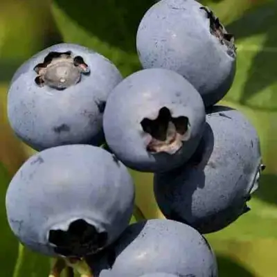 Голубика ХАРРИСОН в Витебске