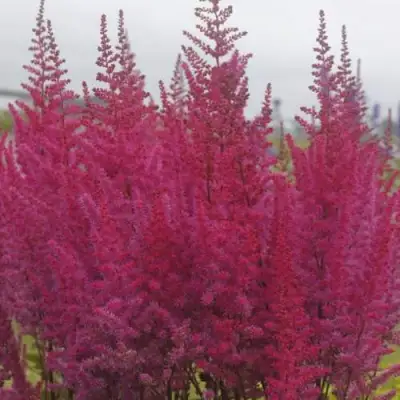 Астильба МАЙТИ ЧОКОЛАТ ЧЕРРИ китайская в Витебске