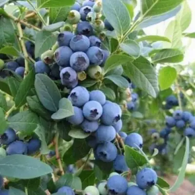 Голубика ЭЛЛИОТ в Витебске