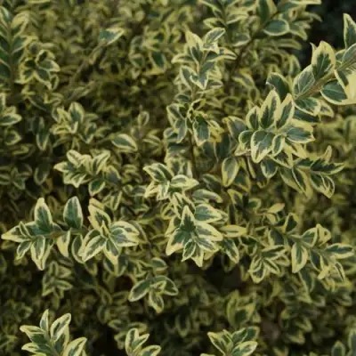 Самшит АУРЕАВАРИЕГАТА в Витебске