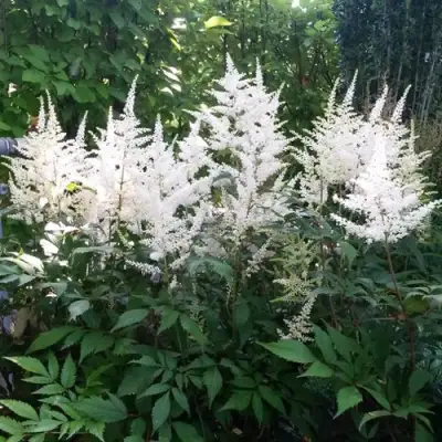 Астильба БРАУТШЛЕЙЕР Арендса в Витебске