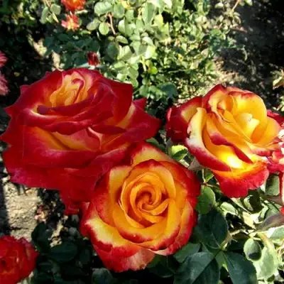 Роза ХАЙ МЭДЖИК чайно-гибридная в Витебске