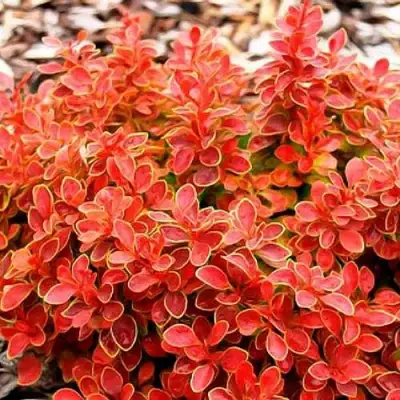 Барбарис КОРАЛ тунберга в Витебске