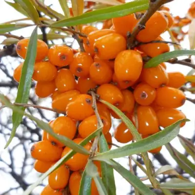 Облепиха КОСТЕР в Витебске