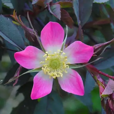 Роза сизая в Витебске