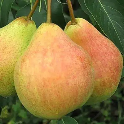 Груша ЛЮБИМИЦА ЯКОВЛЕВА в Витебске