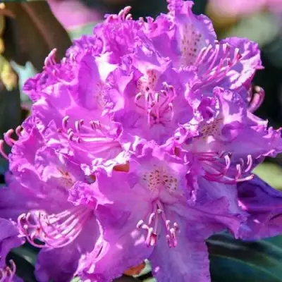 Рододендрон АЛЬФРЕД в Витебске