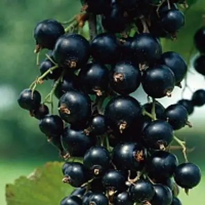 Смородина чёрная ВЕЛОЙ (ЛЕНИНГРАДСКАЯ СЛАДКАЯ) в Витебске