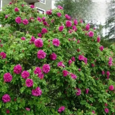 Шиповник ХАНСА в Витебске