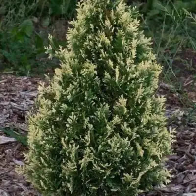 Туя БРАБАНТ ВАРИЕГАТТА западная в Витебске