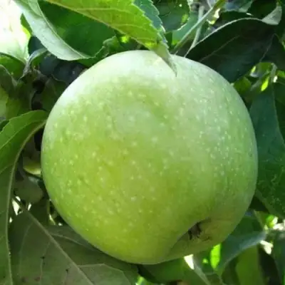 Яблоня РЕНЕТ СИМИРЕНКО в Витебске