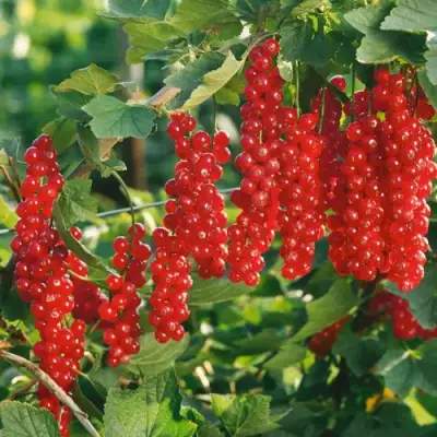 Смородина красная РУДНЕУС в Витебске