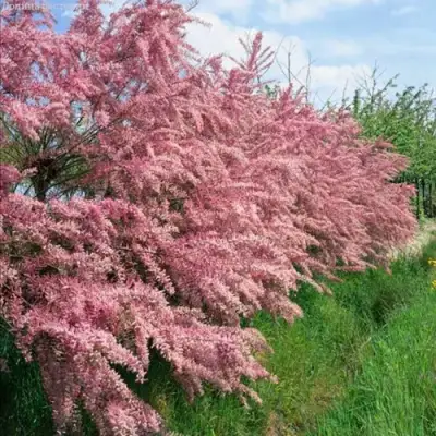 Тамарикс ПИНК КАСКАД в Витебске