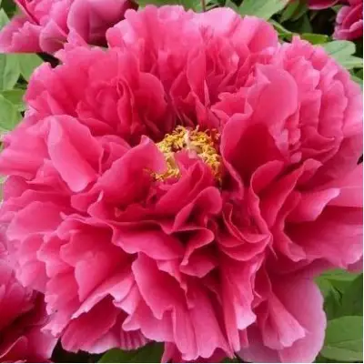 Пион КОРОЛЕВСКИЙ ЦВЕТОК древовидный в Витебске