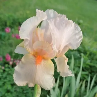 Ирис ПАТИ ДРЕСС бородатый в Витебске