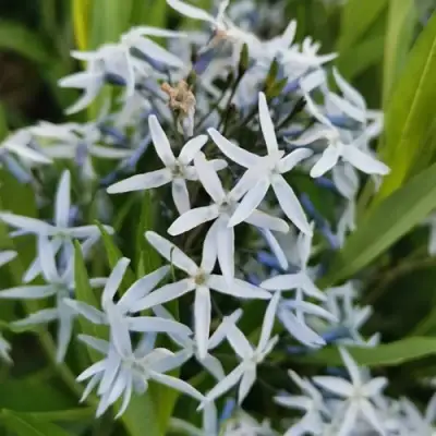 Амсония иволистная в Витебске