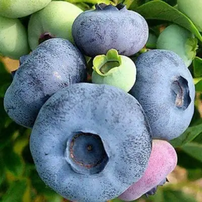 Голубика ПАТРИОТ в Витебске