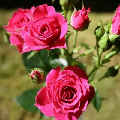 Роза ЛАВЛИ ЛИДИЯ спрей в Витебске