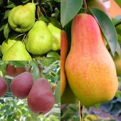 Комплект ГРУШЕВОЕ АССОРТИ в Витебске