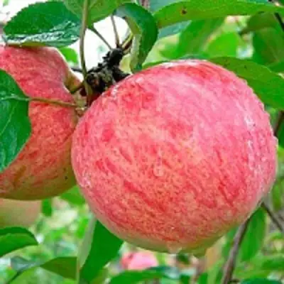 Яблоня КОРИЧНОЕ ПОЛОСАТОЕ в Витебске