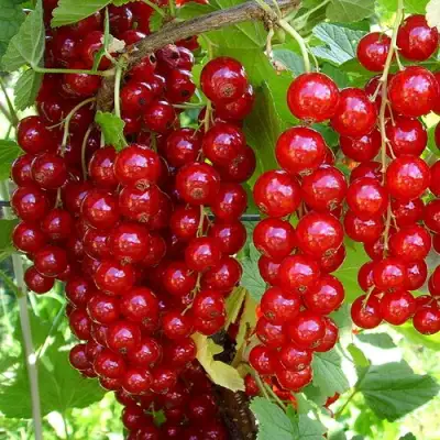 Смородина красная ЙОНКЕР ВАН ТЕТЦ в Витебске