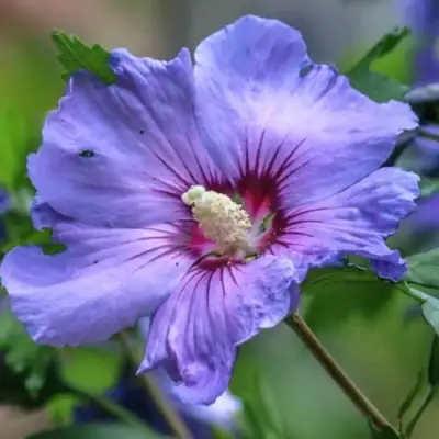 Гибискус МАРИНА сирийский в Витебске