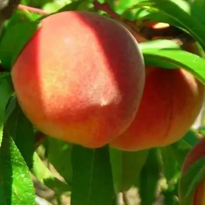 Персик РЕД ХЕВЕН в Витебске