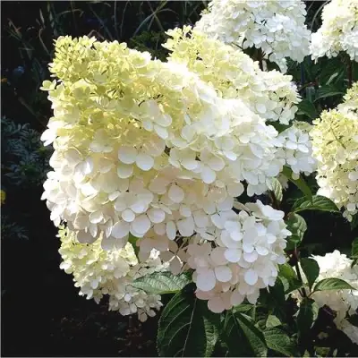 Гортензия ДИАМАНТИНО метельчатая в Витебске