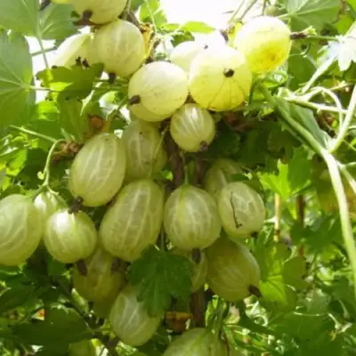 Крыжовник ИНВИКТА в Витебске